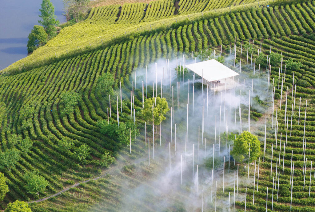 A small house in the middle of a tea plantation.