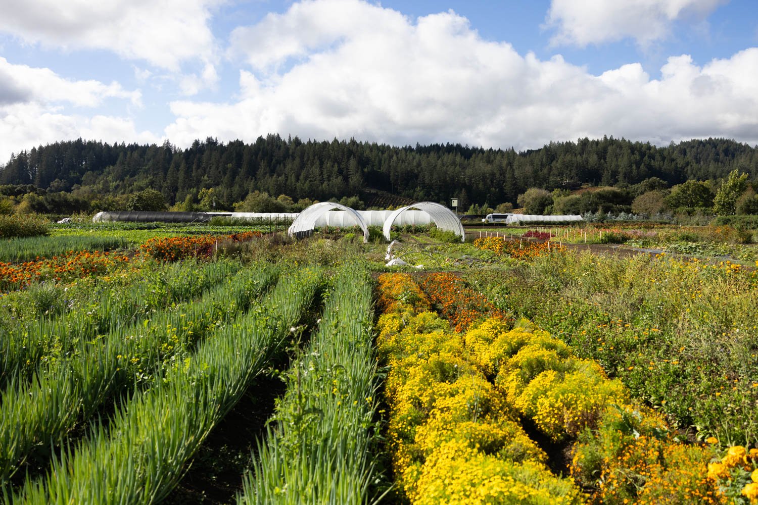 Single Thread fields